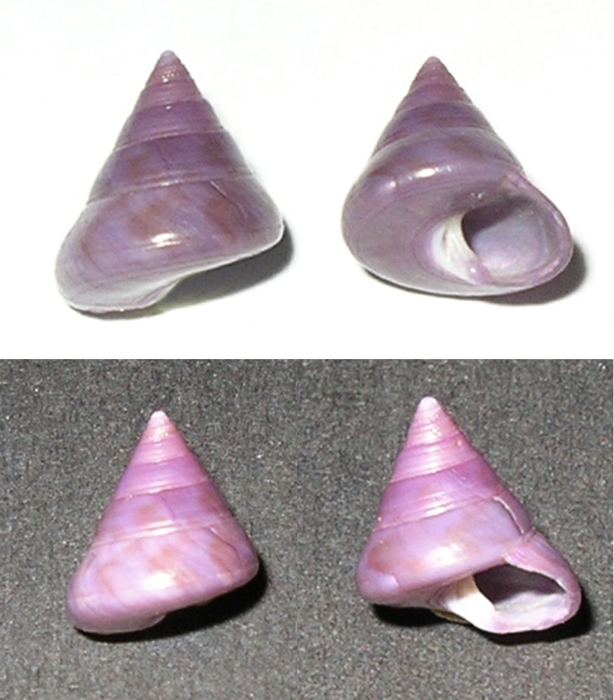 Calliostoma conolum viola & Raphitoma bicolor